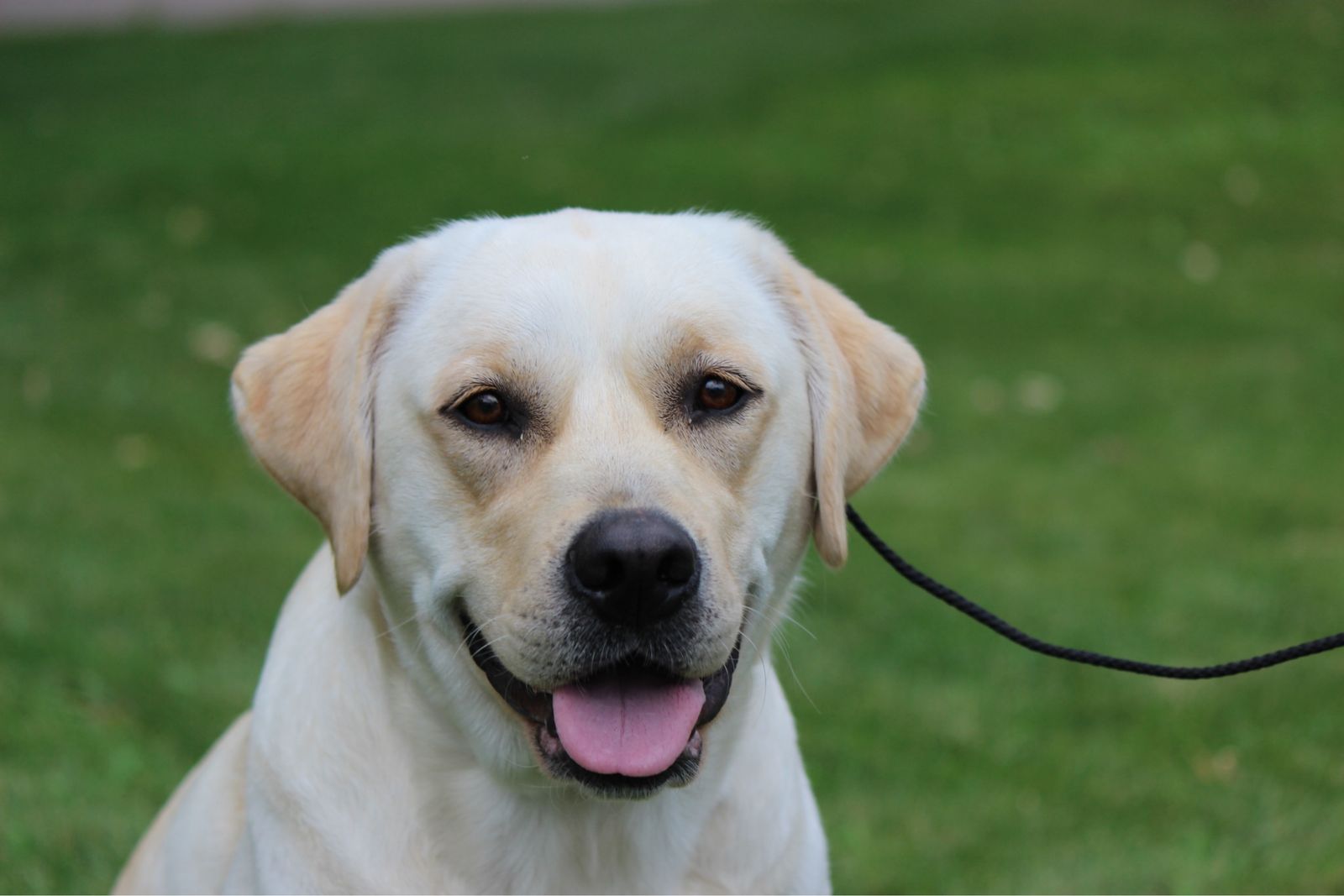 2 year old Akc female lab Labrador