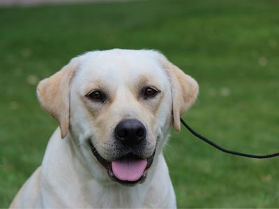 2 year old Akc female lab Labrador