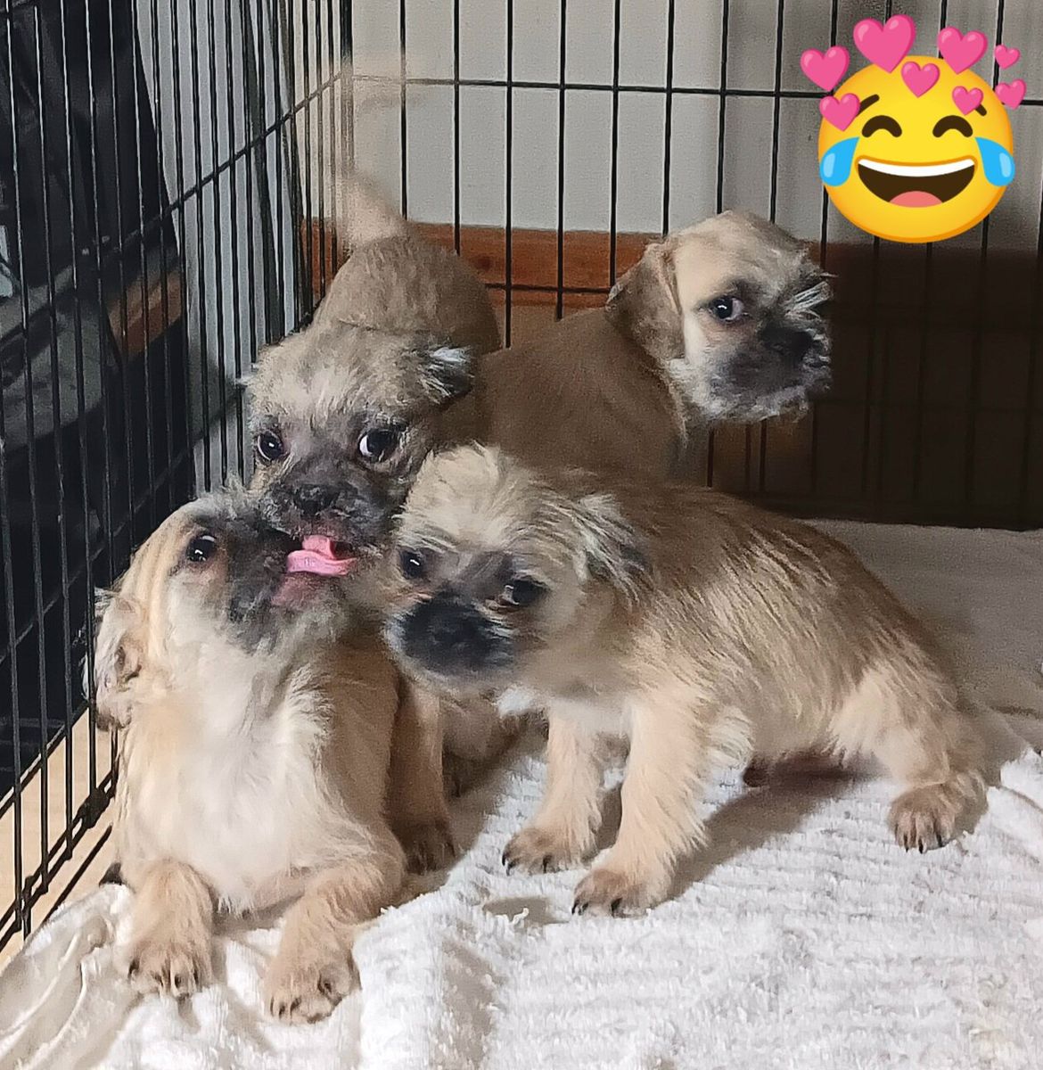 Chihuahua/ Pug ( 2 Males, 1 Female), Yorkie/ Terrier/ Pug (4 Males ) *Please Adopt These Loving Rescued Puppies*