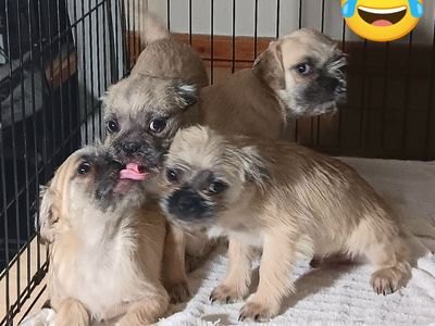 Chihuahua/ Pug ( 2 Males, 1 Female), Yorkie/ Terrier/ Pug (4 Males ) *Please Adopt These Loving Rescued Puppies*
