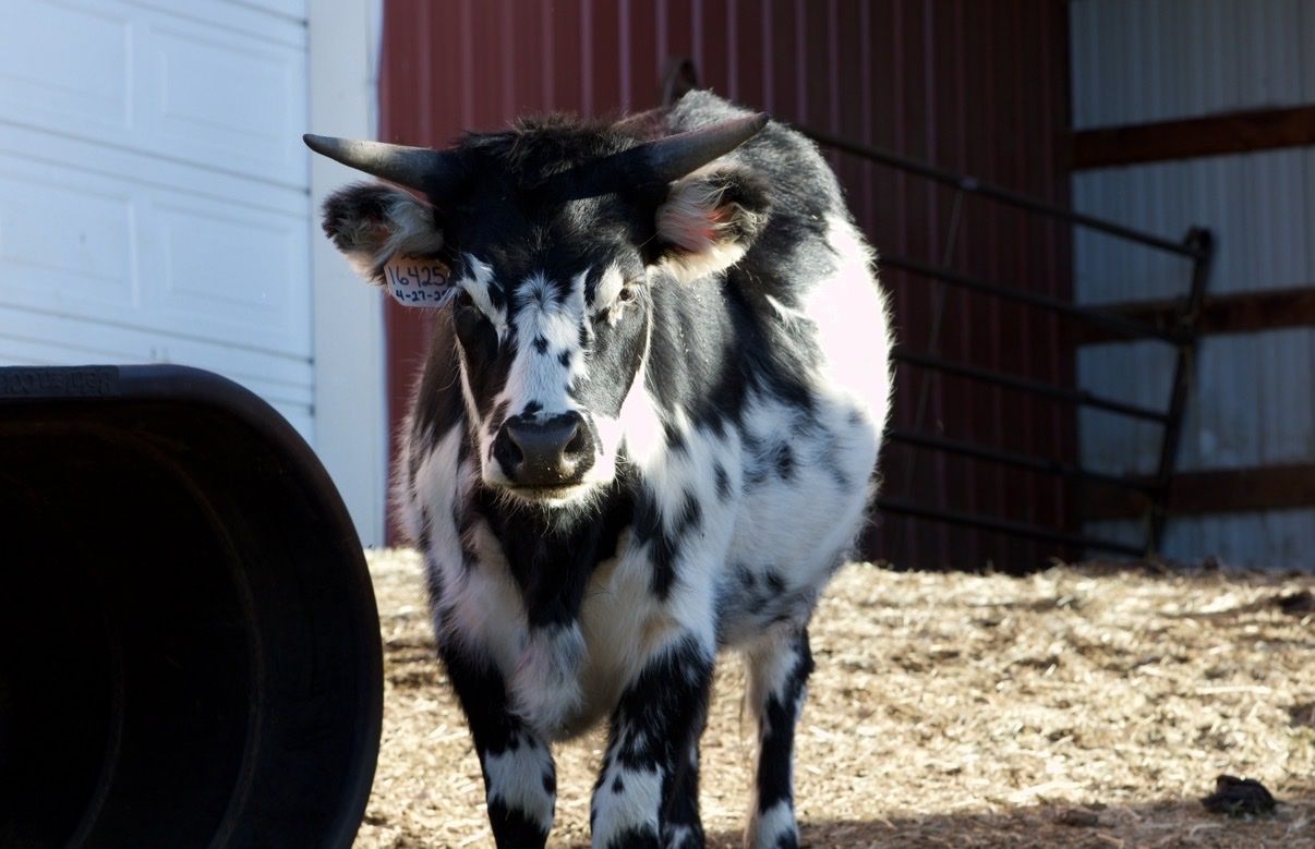 Mini highland x Texas longhorn heifer