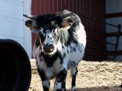 Mini highland x Texas longhorn heifer
