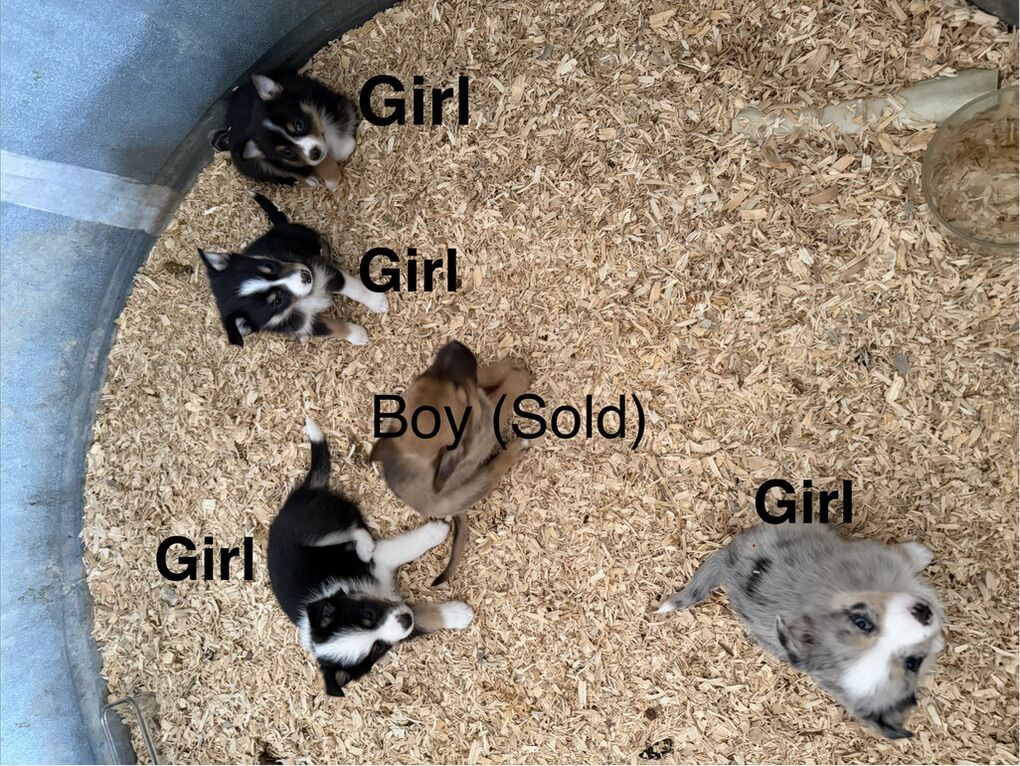 Mini Aussie X Belgian Malinios (Females)