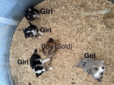 Mini Aussie X Belgian Malinios (Females)