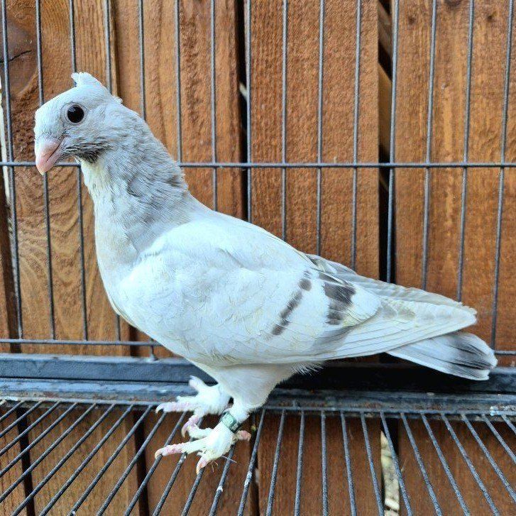 Hand-reared Fancy Pigeon Squeakers