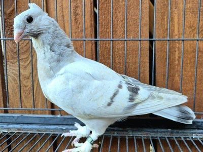 Hand-reared Fancy Pigeon Squeakers