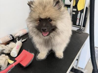 12 Week Old Keeshond