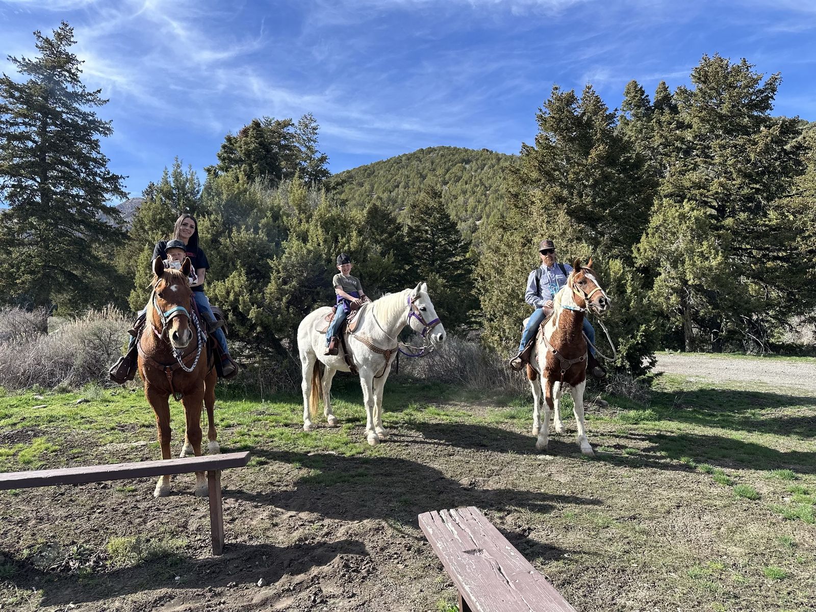 Quarter horses