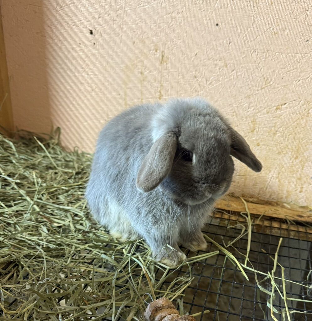 Pedigree Holland Lops Ready By Easter