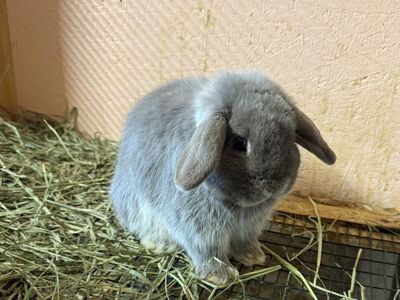 Pedigree Holland Lops Ready By Easter