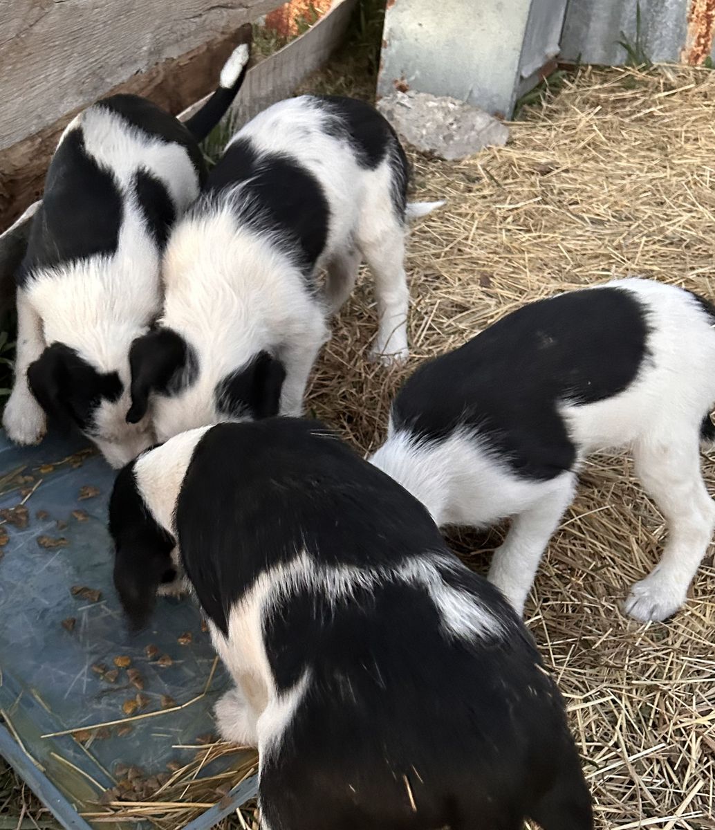 Cute Puppies Are Ready to Go Home!!