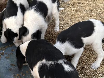 Cute Puppies Are Ready to Go Home!!