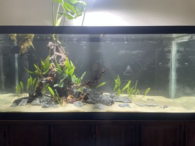 75 Gallon fish tank, full set up