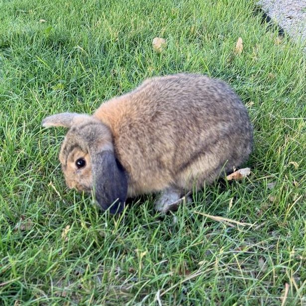 Adorable Holland Lop Doe Bunny - 3 Months Old, Friendly & Playful - Ready for Forever Home!