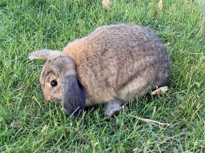 Adorable Holland Lop Doe Bunny - 3 Months Old, Friendly & Playful - Ready for Forever Home!