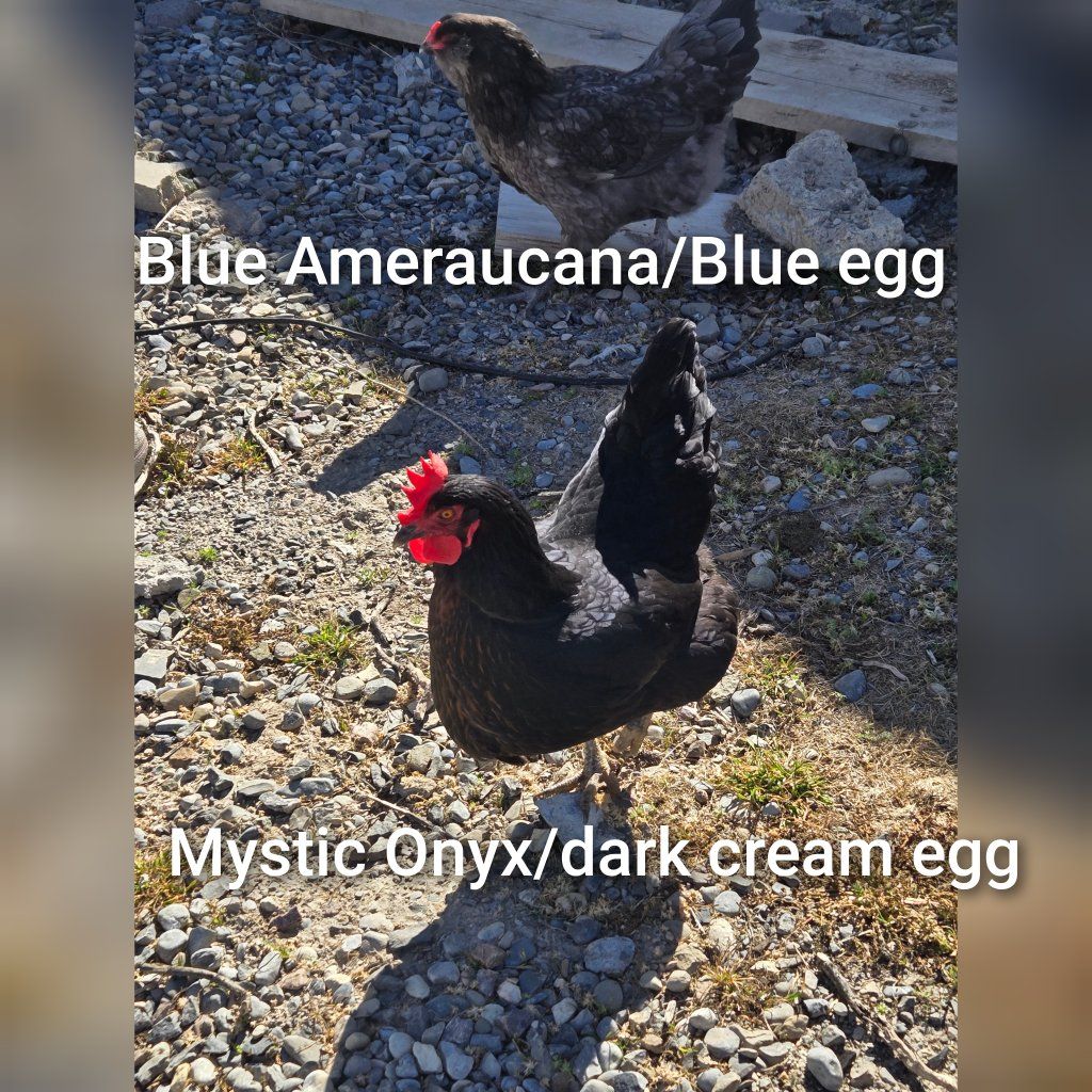 5 chickens for sale - 12 months old