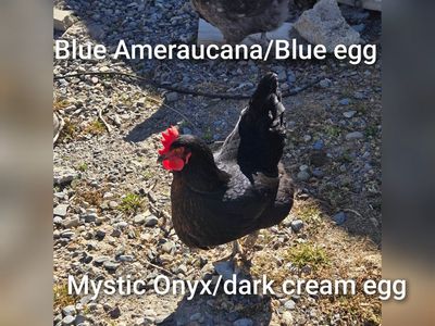 5 chickens for sale - 12 months old
