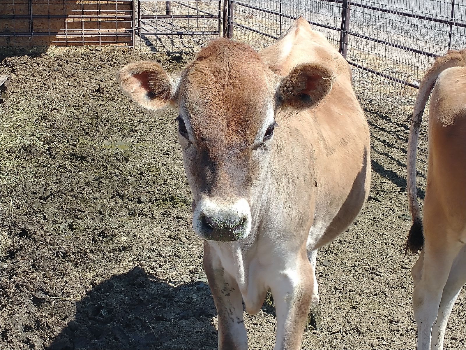 Dairy Bull Calf, $3.10 lb