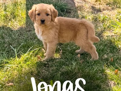 Golden Retriever X Aussiedoodle Puppies