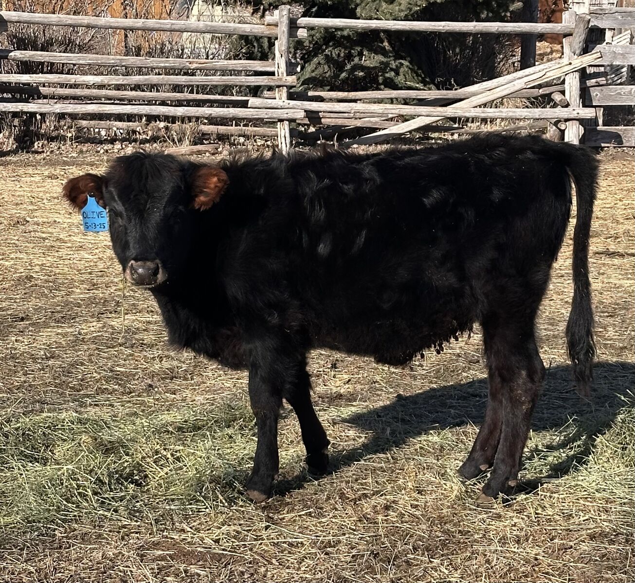 A1A2 Polled Jersey x Dexter Heifer