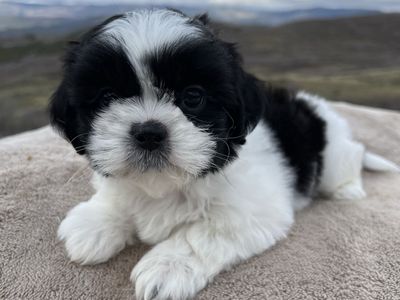 Purebred male Shih Tzu puppies