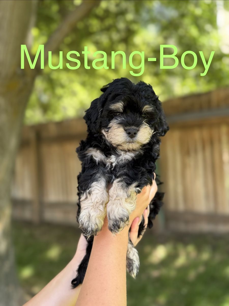 Maltipoo Toy Poodle Puppies