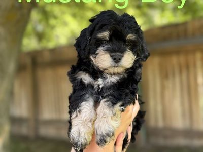 Maltipoo Toy Poodle Puppies