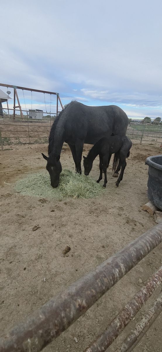 3-in-1, Pregnant Broodmare and suckling foal