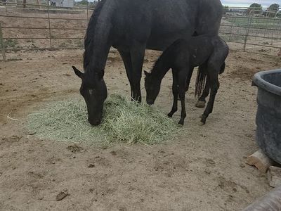 3-in-1, Pregnant Broodmare and suckling foal