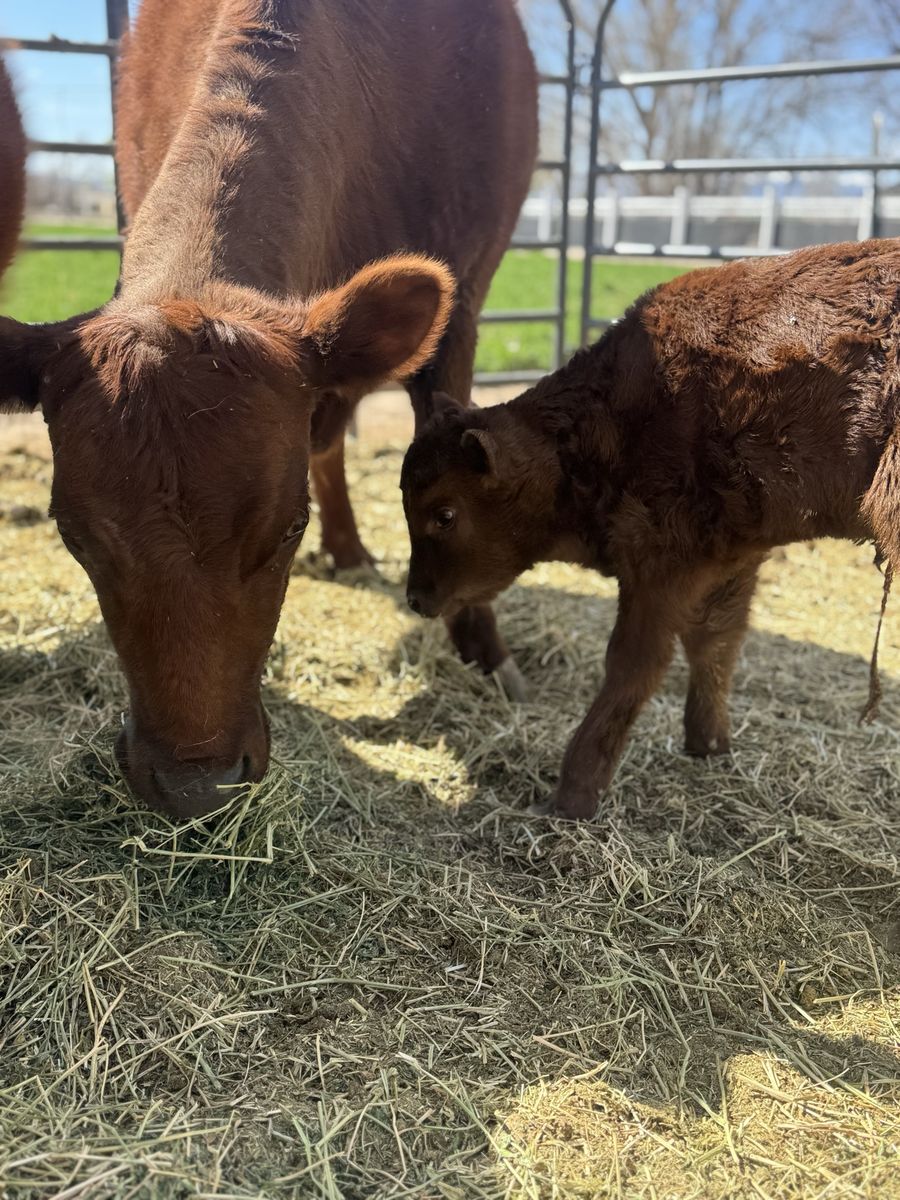 Registered Dexter Cow/Calf Pair – Heifer Calf
