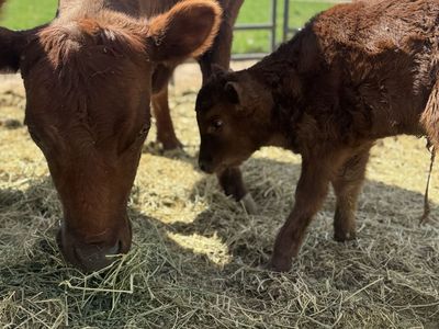 Registered Dexter Cow/Calf Pair – Heifer Calf