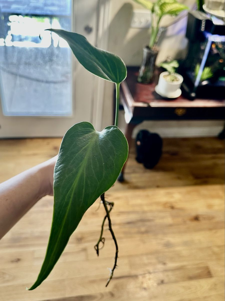 Burle Marx Flame Monstera Cuttings