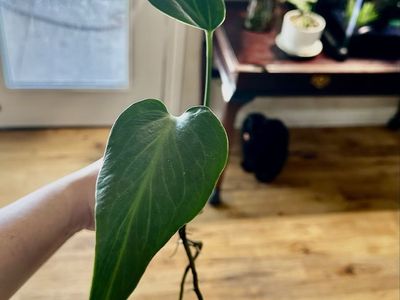 Burle Marx Flame Monstera Cuttings