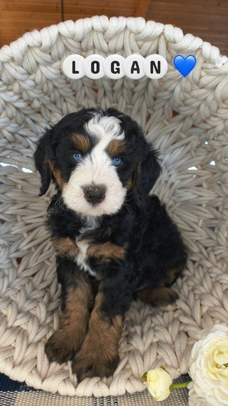 Premium Multigenerational Bernedoodle Puppies