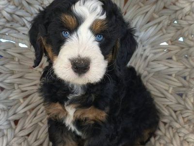Premium Multigenerational Bernedoodle Puppies