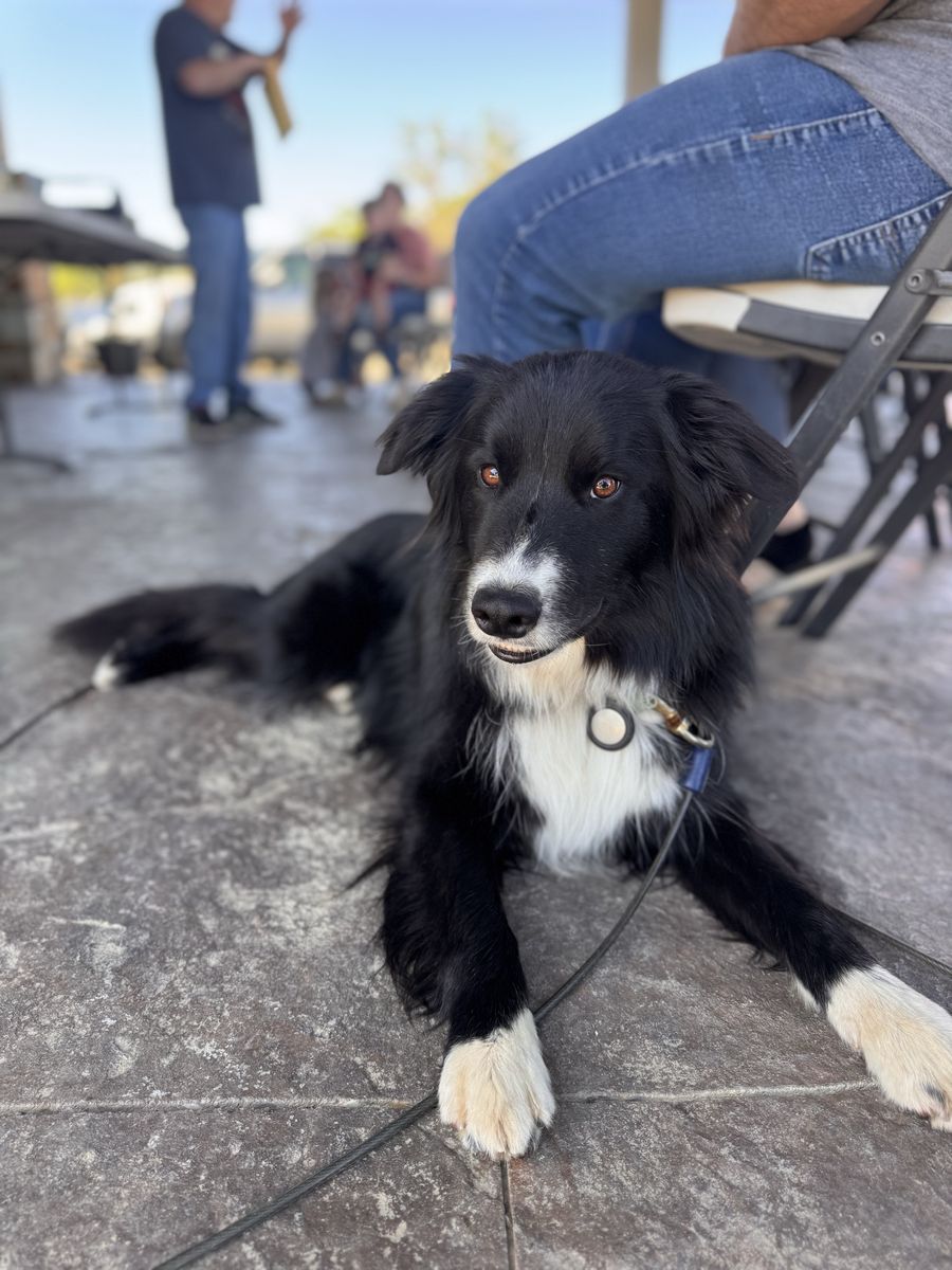 2 year old Border Collie/kelpy