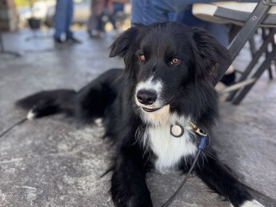 2 year old Border Collie/kelpy