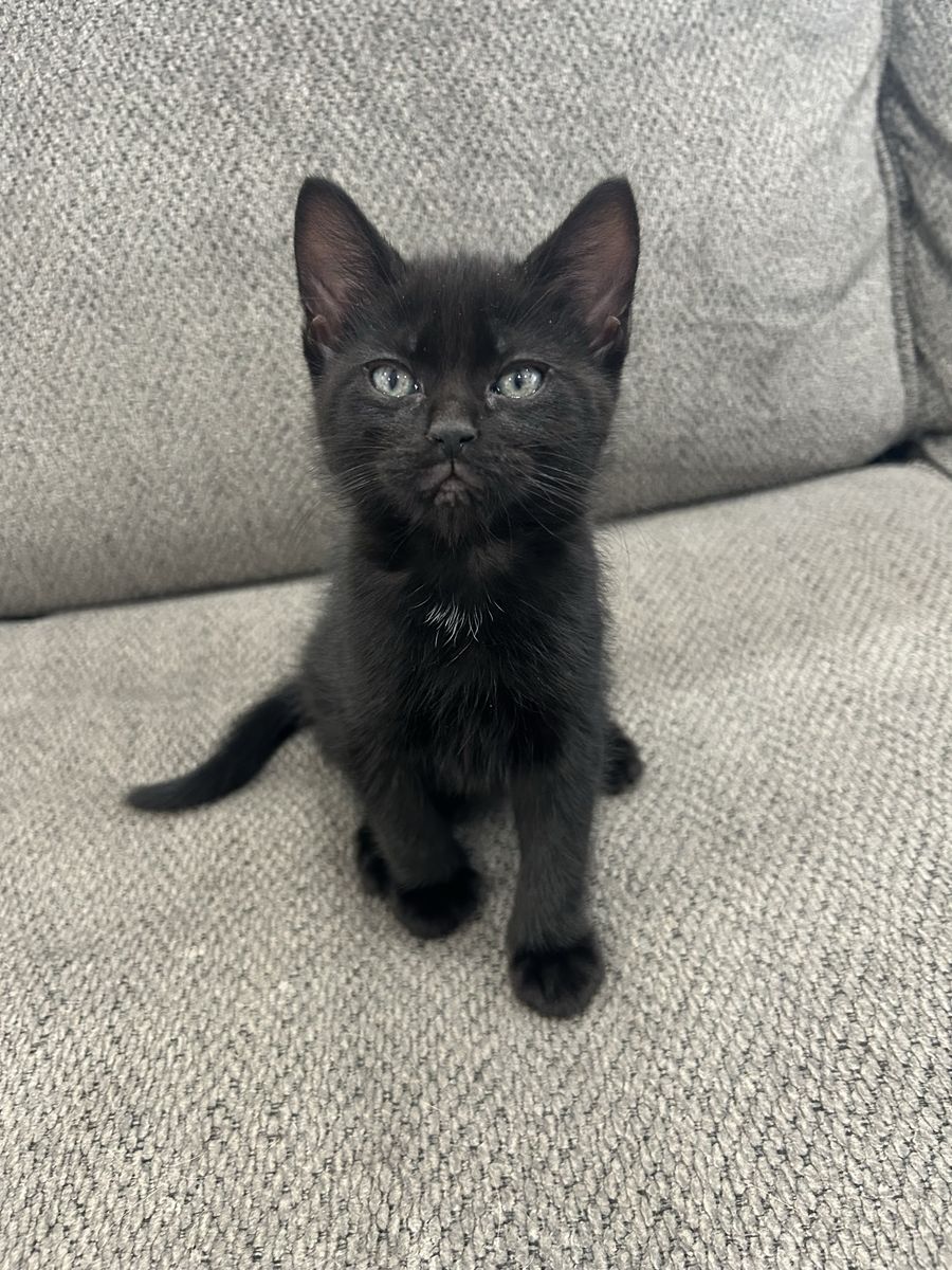 Warning: Extremely Cute Kittens Ahead