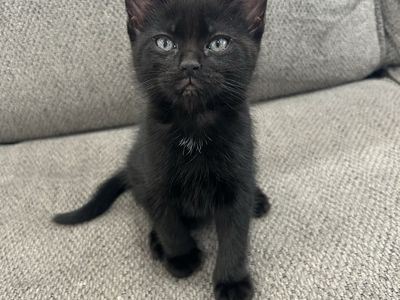 Warning: Extremely Cute Kittens Ahead