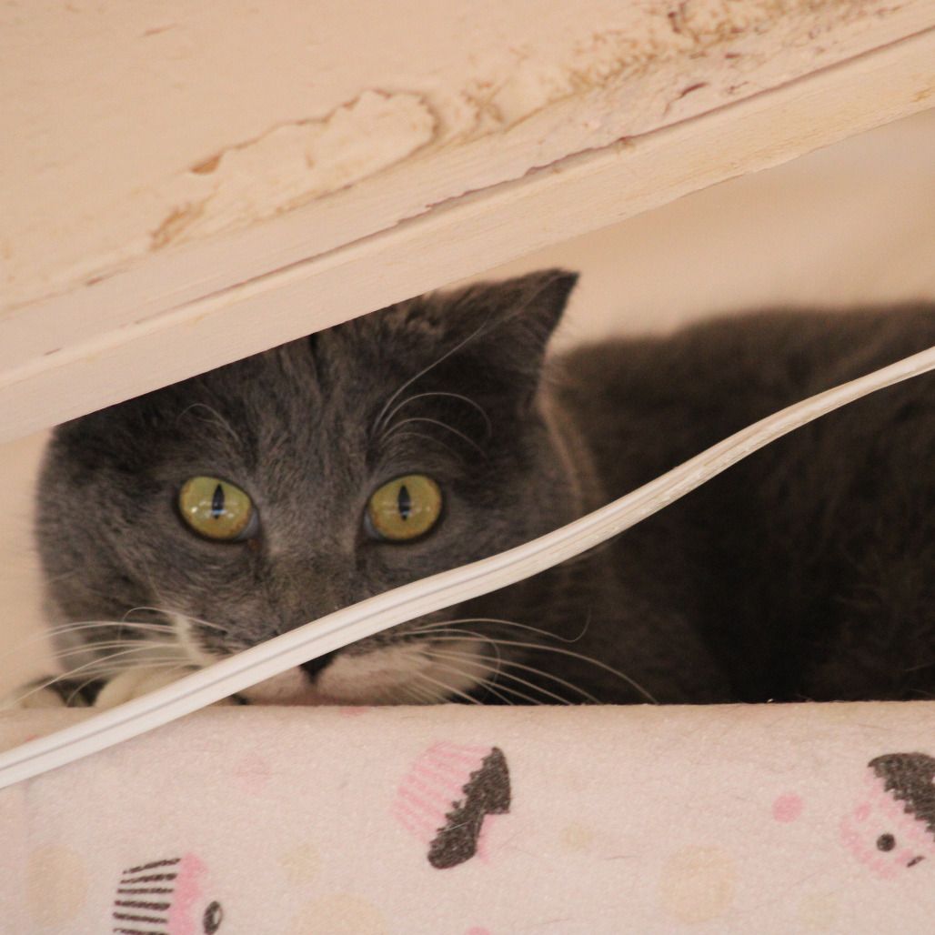 Hello my name is Mystax