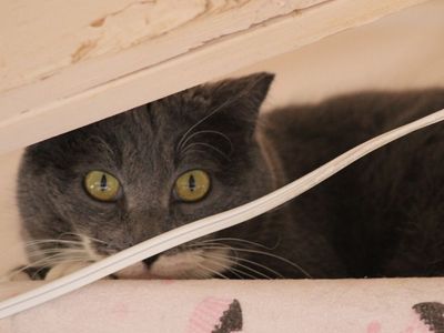 Hello my name is Mystax