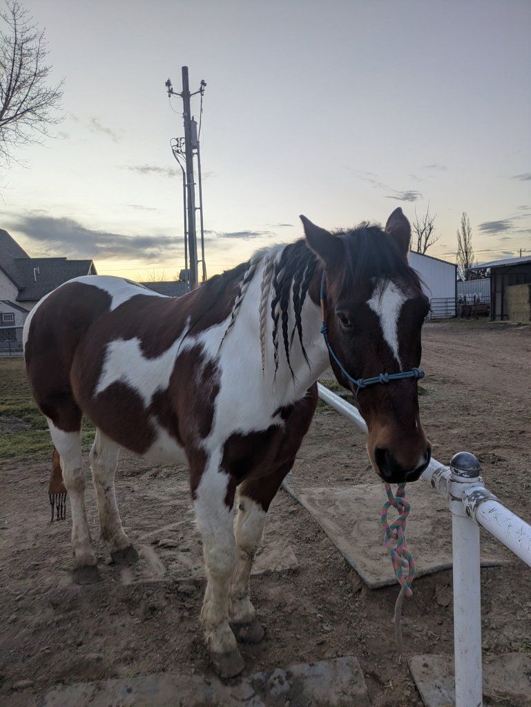 Project/ Companion Horse