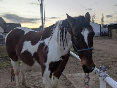 Project/ Companion Horse