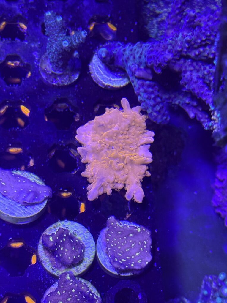 Orange Montipora FS