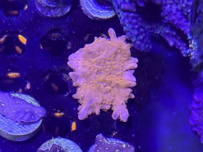 Orange Montipora FS