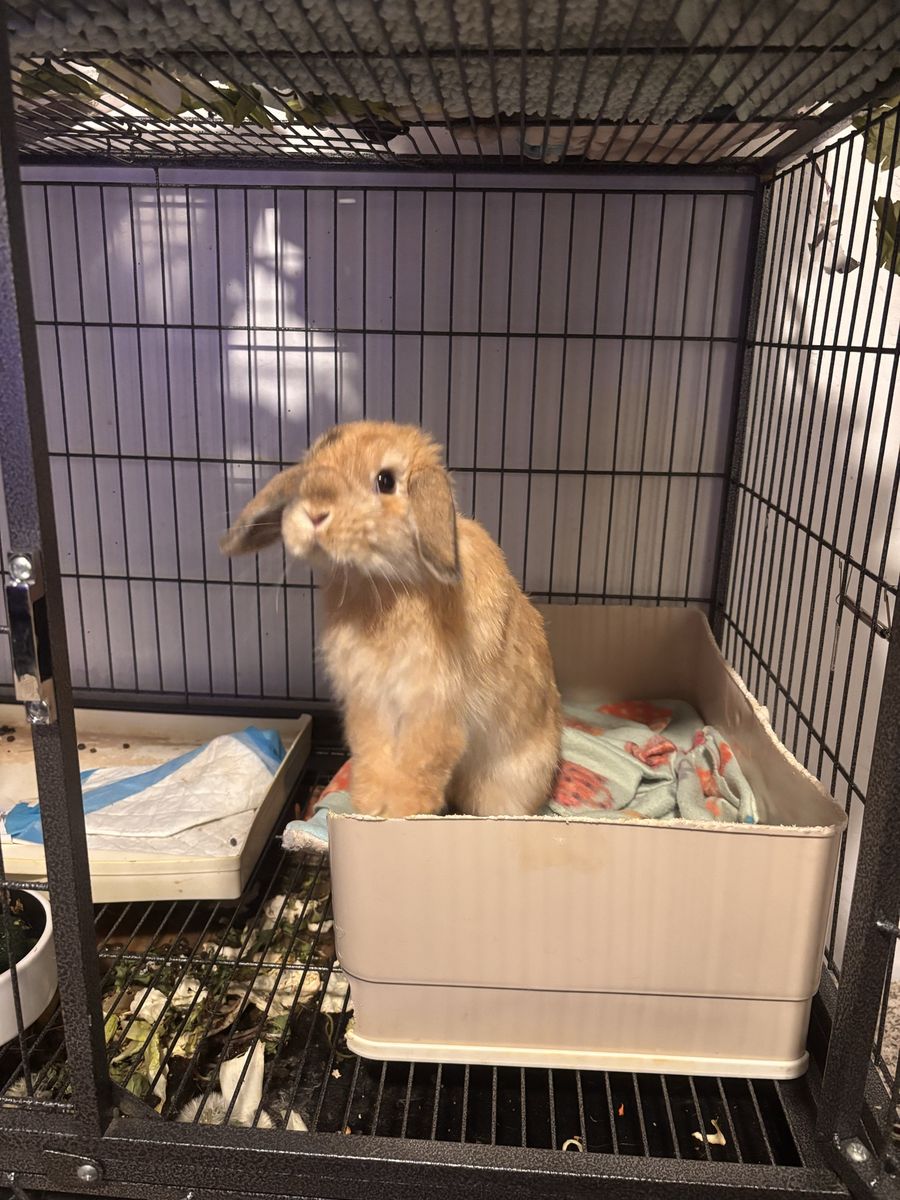 Holland Lop bunny