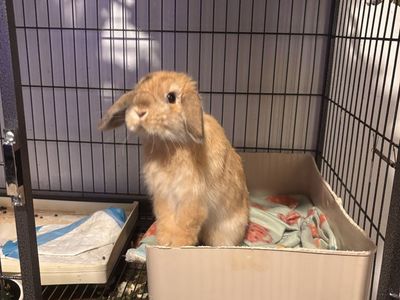 Holland Lop bunny
