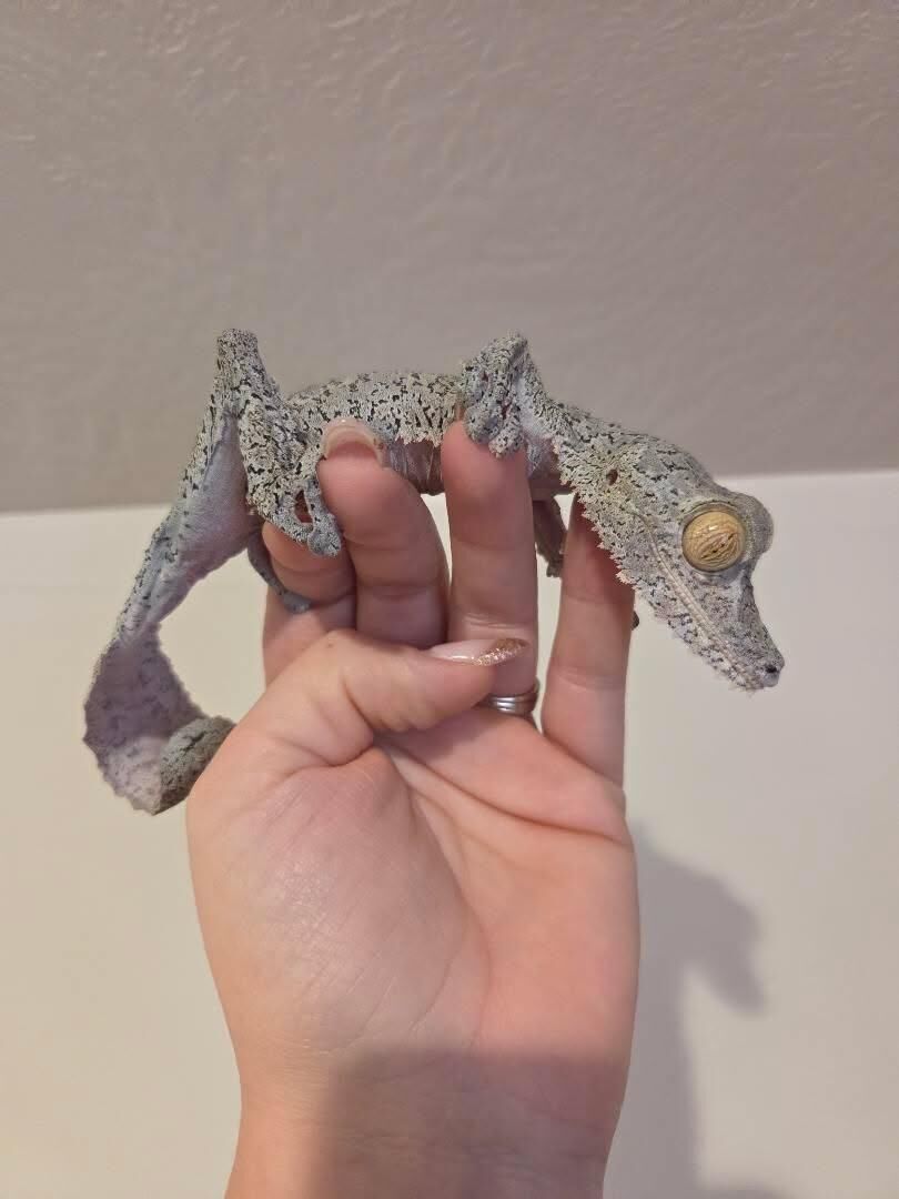 CB fimbriatus giant leaftail geckos