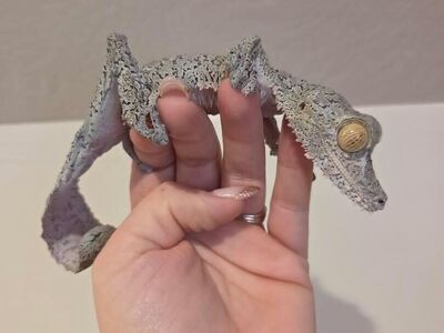 CB fimbriatus giant leaftail geckos