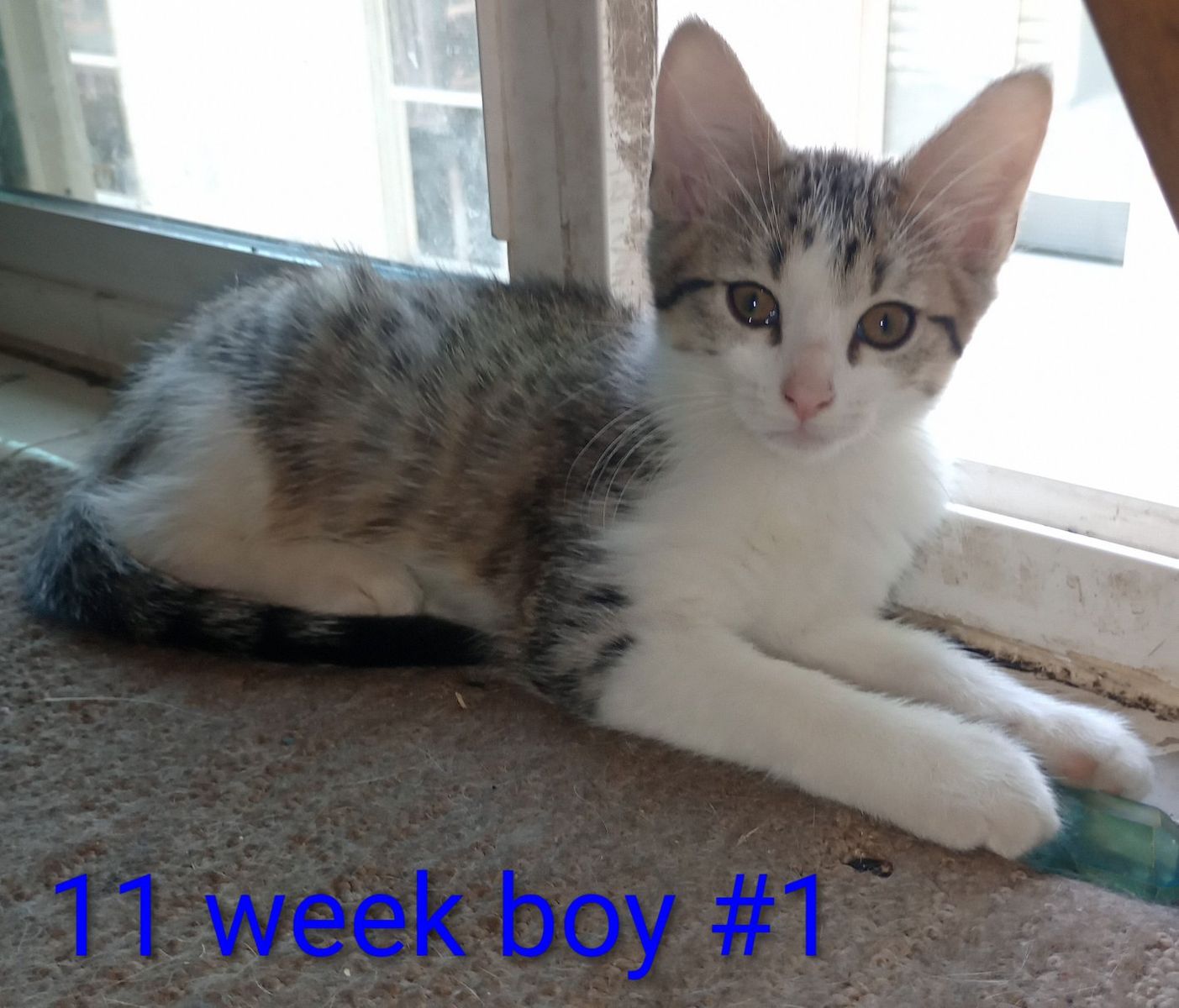 Adorable Kittens Seeking Forever Homes - 8 & 11 Weeks Old, Boys & Girls